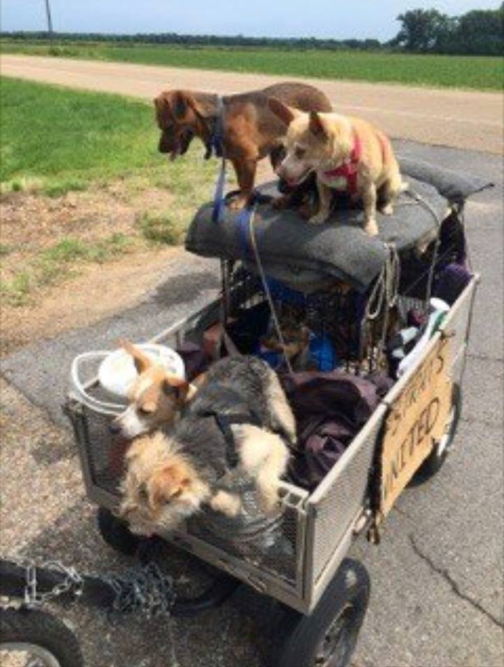 Hombre y sus perros en el hotel Hombre y sus perros en el hotel