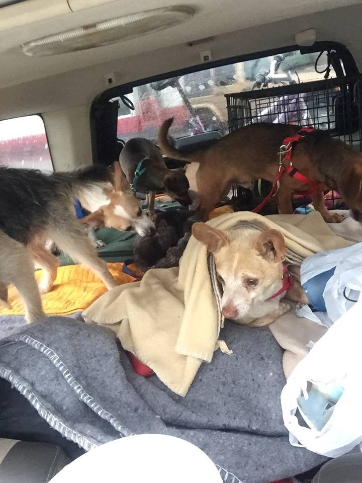 Perros en el auto
