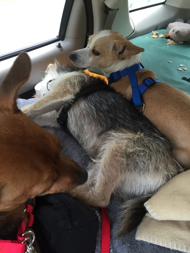 Perros rescatados