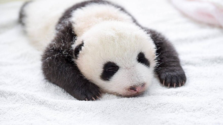 Crías de osos panda en un centro de conservación en china 23 crías-de-osos-panda-15