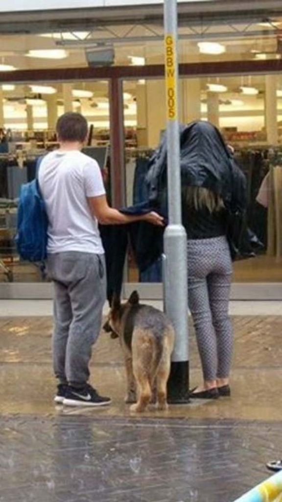 Como Ayudar A Dos Perros A Aparearse