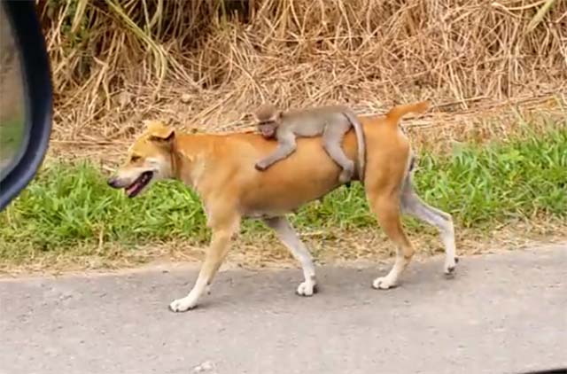 Perra adopta a un mono huérfano