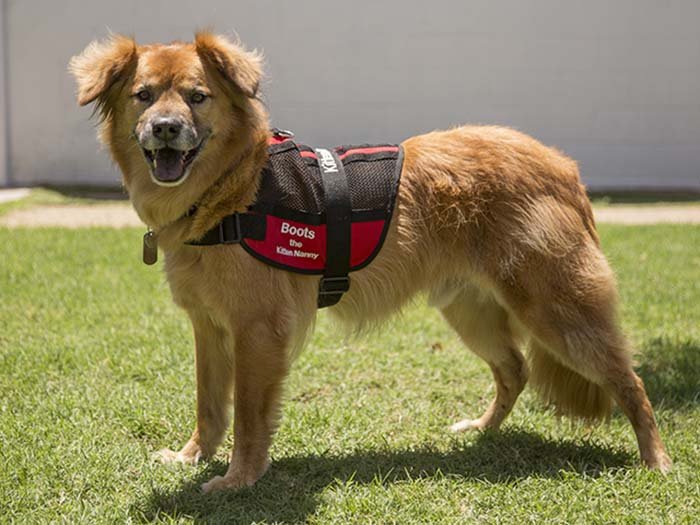 Perro sobrevivió a un huracán