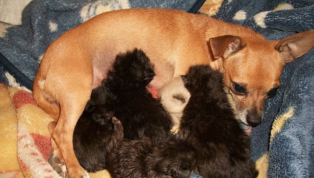 Perrita adopta a gatos huérfanos después de que su cachorro naciera muerto 1 Perra adopta a gatos huérfanos