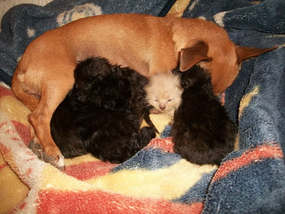 adopta a gatitos huérfanos después de perder a su cachorro