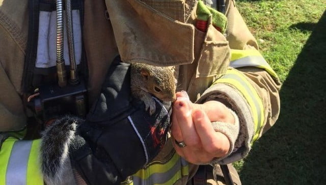 Ardilla es salvada por bomberos