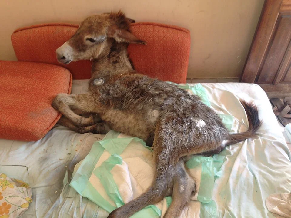 Burro lesionado encuentra consuelo en un perro pequeño 3 burro-lesionado-encuentra-consuelo-en-un-perro-2