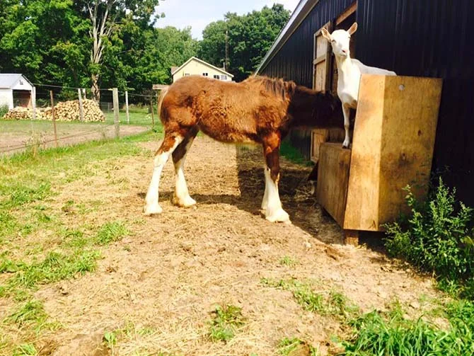 Cabra adopta a caballo