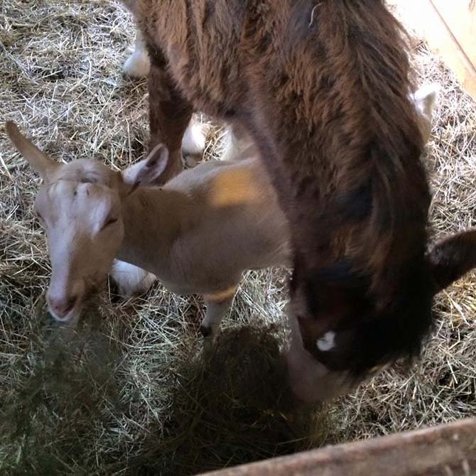 Caballo y cabra son familia