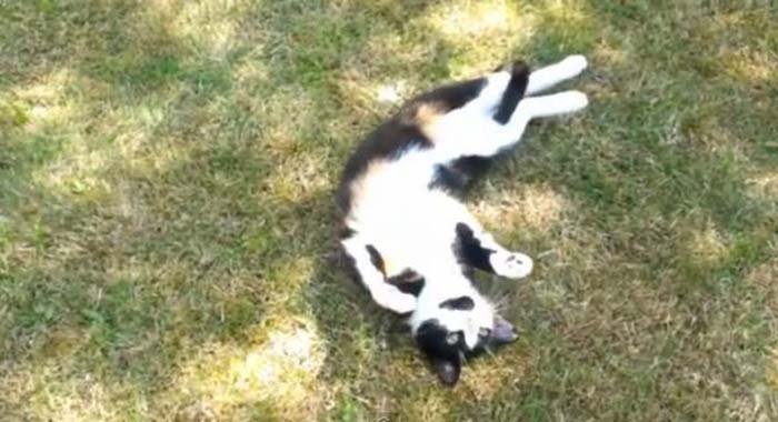 Gato alerta a su familia sobre un intruso gato-alerta-a-su-familia-sobre-un-intruso-1