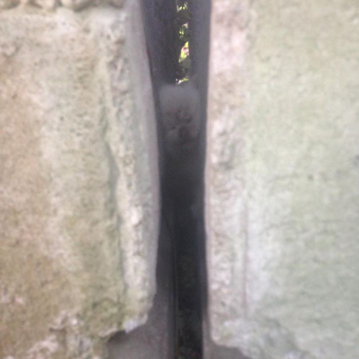 Gato recién nacido es rescatado por bomberos, estuvo atrapado por dos días 3 gato-recién-nacido-es-rescatado-por-bomberos-1