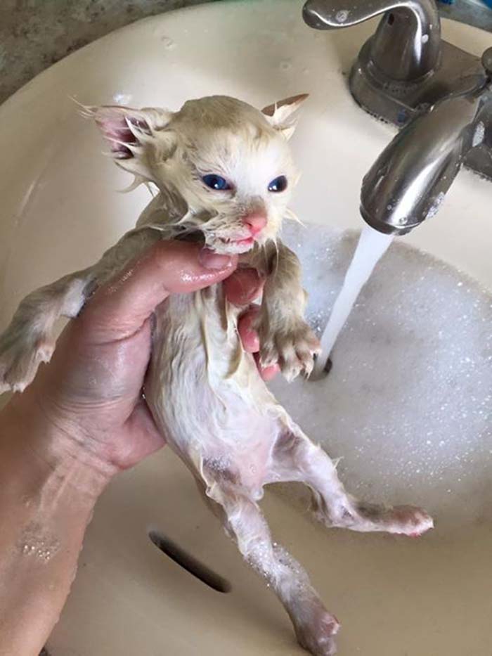 Gato recién nacido es rescatado por bomberos, estuvo atrapado por dos días 5 gato-recién-nacido-es-rescatado-por-bomberos-3