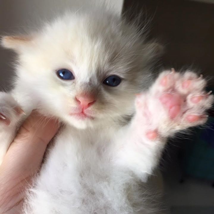 Gato recién nacido es rescatado por bomberos, estuvo atrapado por dos días 6 gato-recién-nacido-es-rescatado-por-bomberos-4