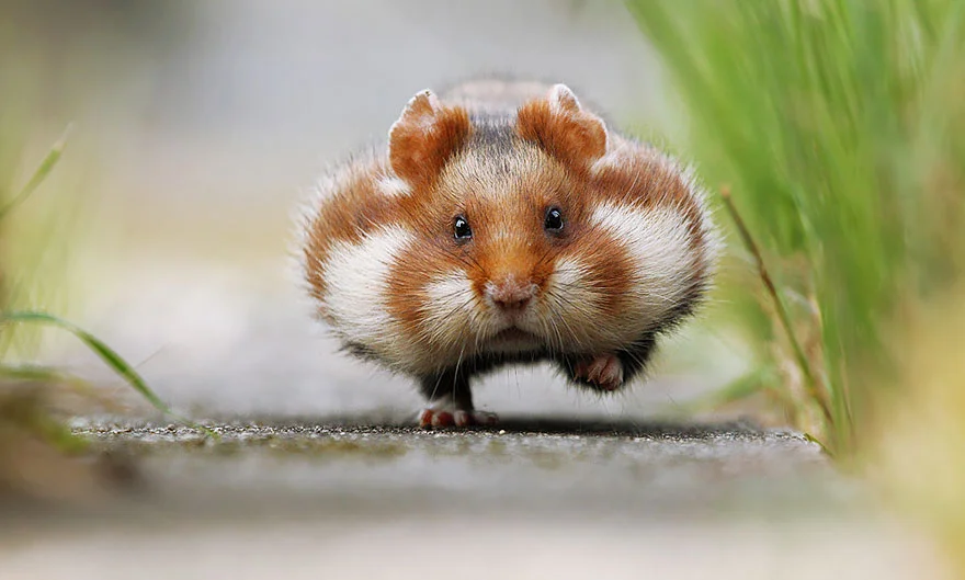 Hámsters excesivamente adorables, estamos seguros que te encantarán 1 hamsters-muy-adorables-1