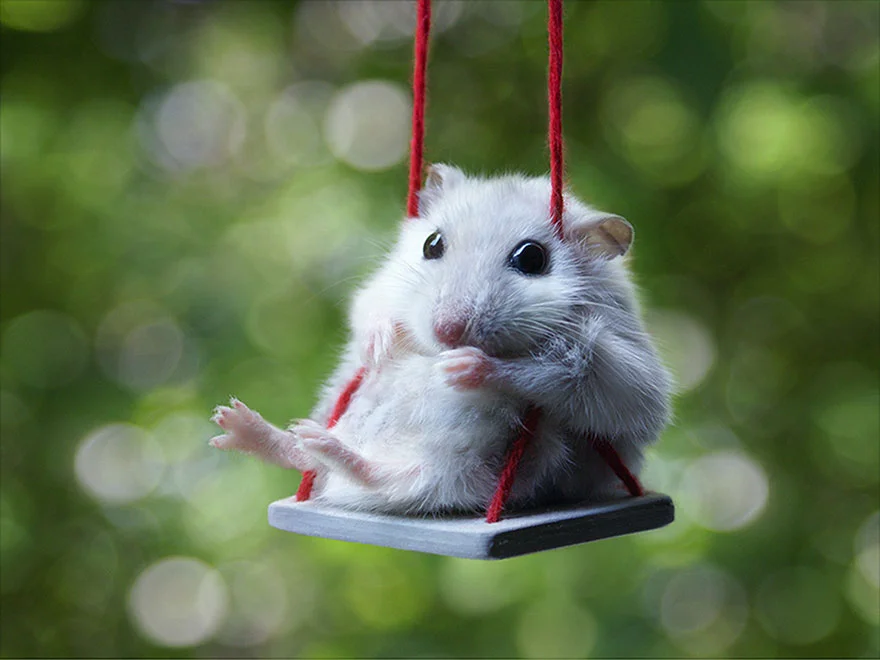 Hámsters excesivamente adorables, estamos seguros que te encantarán 11 hamsters-muy-adorables-10