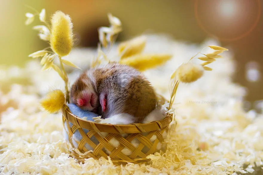 Hámsters excesivamente adorables, estamos seguros que te encantarán 10 hamsters-muy-adorables-11