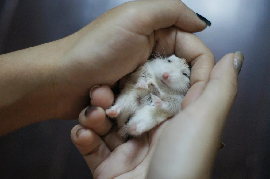 Hámsters excesivamente adorables, estamos seguros que te encantarán 15 hamsters-muy-adorables-12