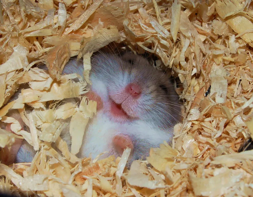 Hámsters excesivamente adorables, estamos seguros que te encantarán 13 hamsters-muy-adorables-14