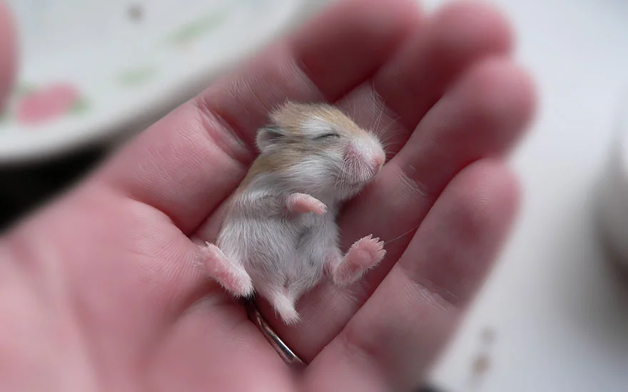 Hámsters excesivamente adorables, estamos seguros que te encantarán 2 hamsters-muy-adorables-4