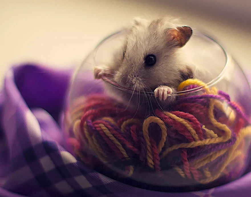 Hámsters excesivamente adorables, estamos seguros que te encantarán 8 hamsters-muy-adorables-7