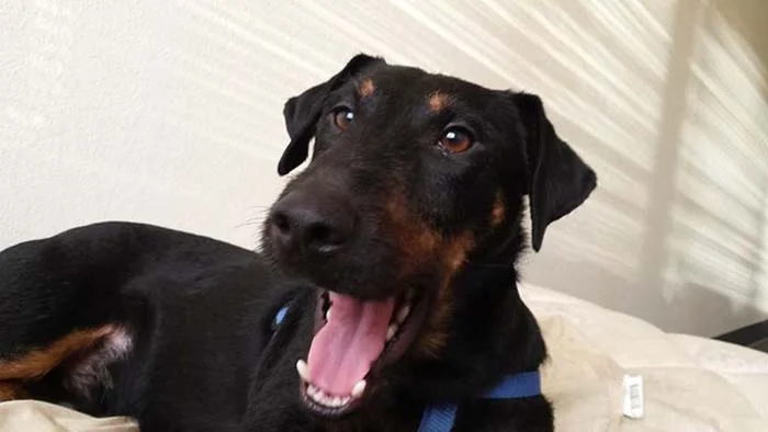 Hombre perdió la vida tratando de salvar a sus perros 1 perdió-la-vida-tratando-de-salvar-a-sus-perros-1