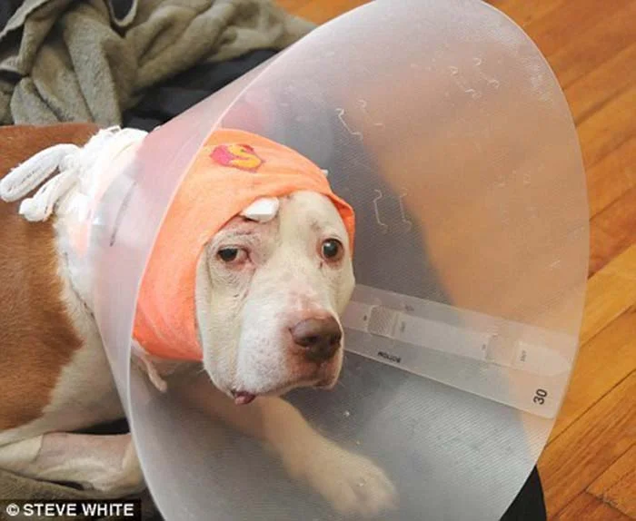 perro-recibe-una-bala-defendiendo-a-su-humano-1