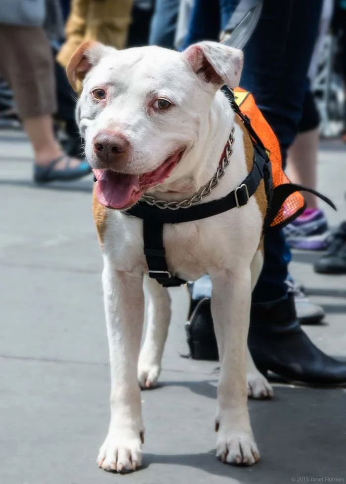 perro-recibe-una-bala-defendiendo-a-su-humano-2