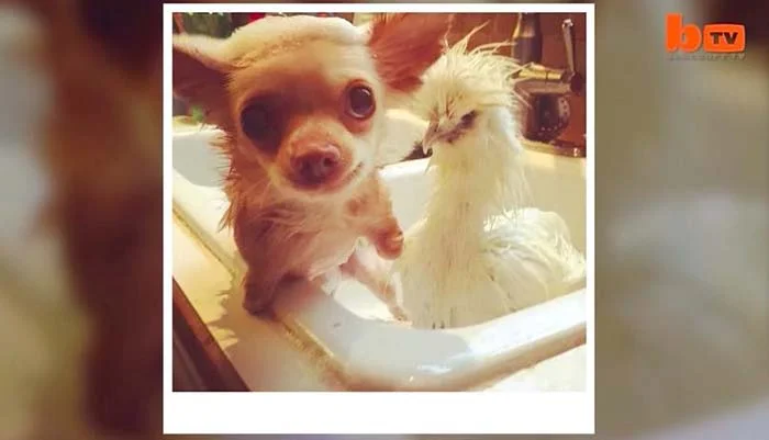 pollo-y-perro-rescatados-2