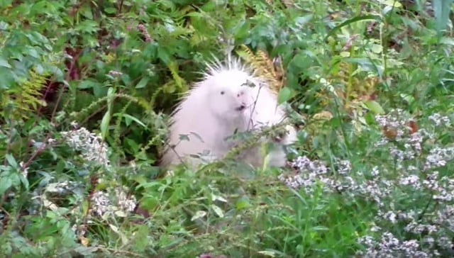 puercoespín albino