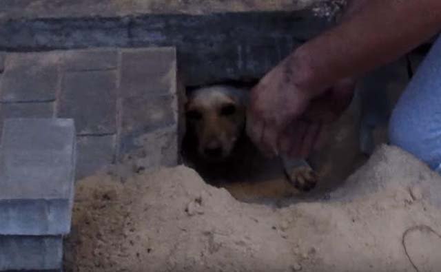 Perra rescatada Perra rescatada