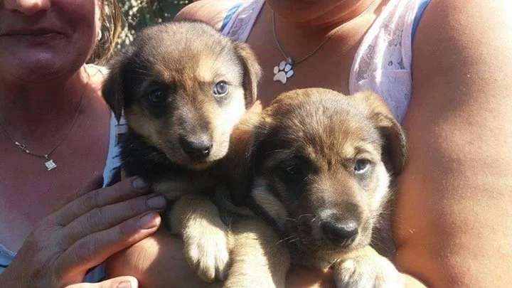 cachorros rescatados cachorros rescatados