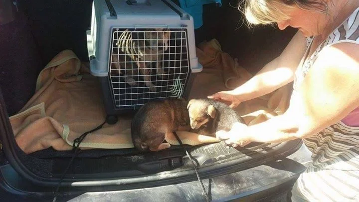 cachorros y mamá rescatados cachorros y mamá rescatados