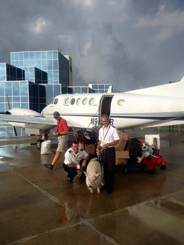Cerdo creció tan grande que necesita su propio avión privado 6 cerdo-grande-necesita-avión-privado-3