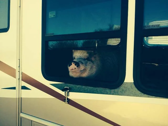 cerdo-grande-necesita-avión-privado-11