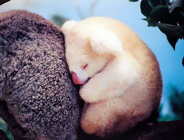 cachorro koala albino