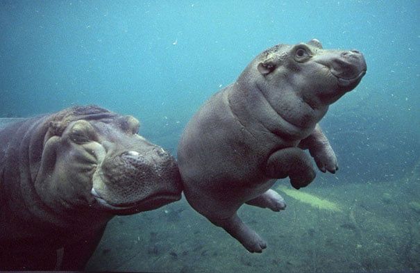 cría de hipopotamo