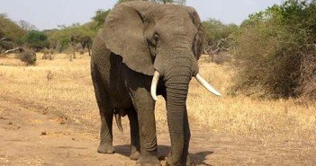 elefante