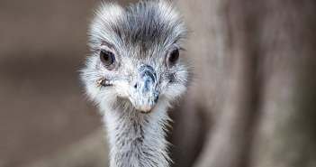 Mimi, un emú que se cree un perro 2 emu-aves-notasdemascotas