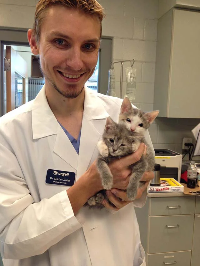 gatitas sin párpados