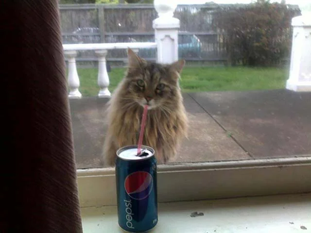 gatos-momento-exacto-12
