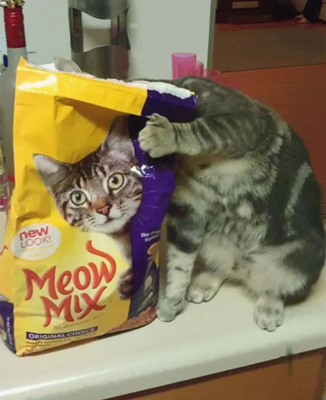 Fotos de gatos en el momento exacto