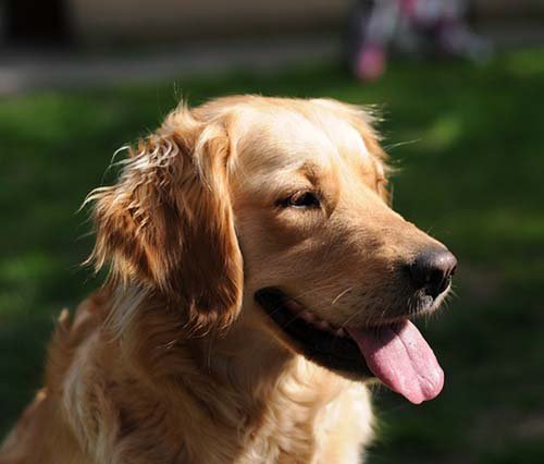 golden-retriever-notasdemascotas