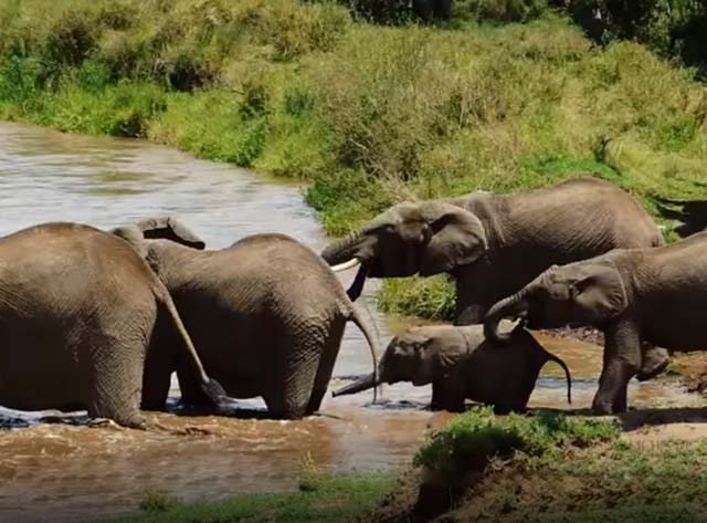 Elefante madre salva a su bebé arrastrado por la corriente 3 madre elefante salva a su bebé de la corriente