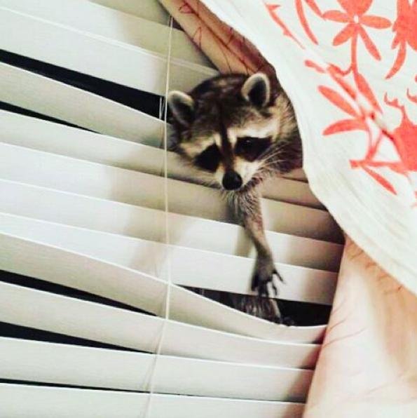 Mapache Mapache