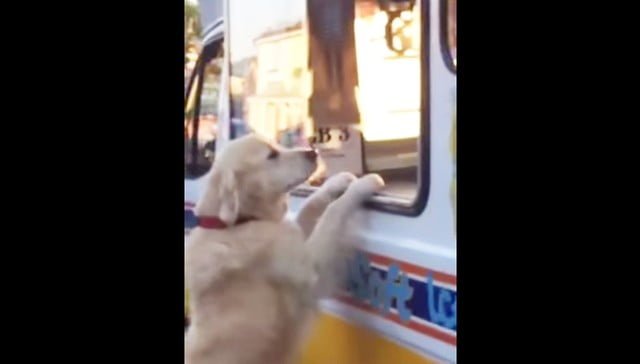Perro consigue su propio helado
