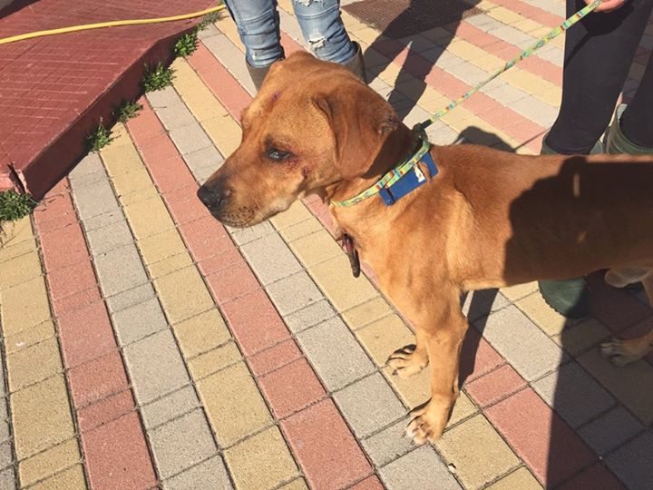 Perro que tenía un piercing en el pecho fue rescatado 5 perro-tenía-mosquetón-en-el-pecho-1