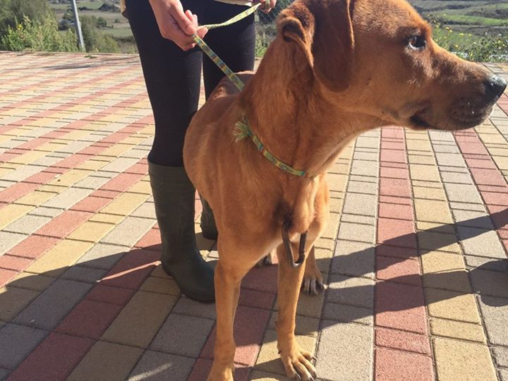 Perro que tenía un piercing en el pecho fue rescatado 3 perro-tenía-mosquetón-en-el-pecho-2