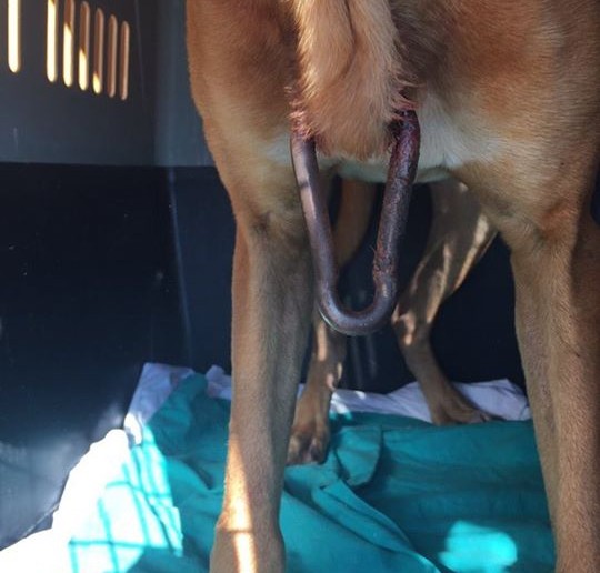 Perro que tenía un piercing en el pecho fue rescatado 4 perro-tenía-mosquetón-en-el-pecho