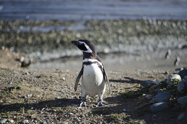 Pingüino de la Patagonia tiene hogar temporal en Brasil donde vive con su humano 3 pingüino de Magallanes