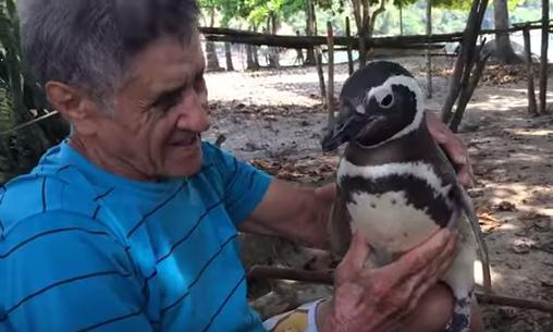 Pingüino de la Patagonia tiene hogar temporal en Brasil Pingüino de la Patagonia tiene hogar temporal en Brasil